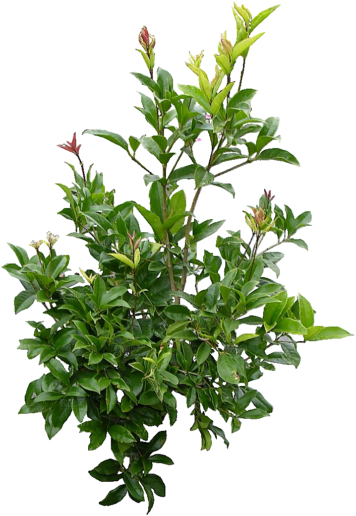桂花花枝免抠元素