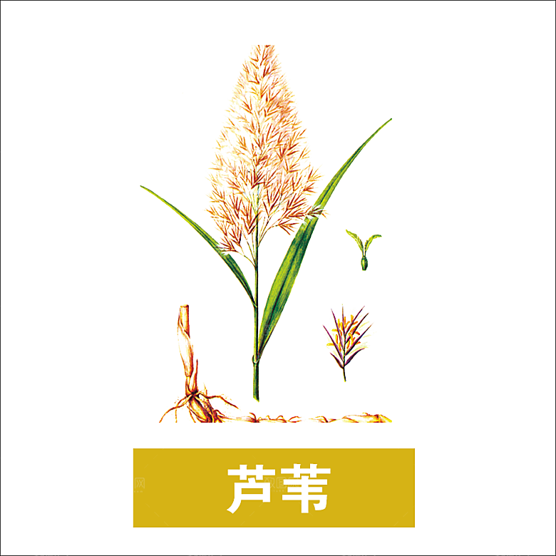 中草药材植物插图素材元素