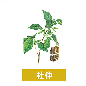 中草药材植物插图素材元素