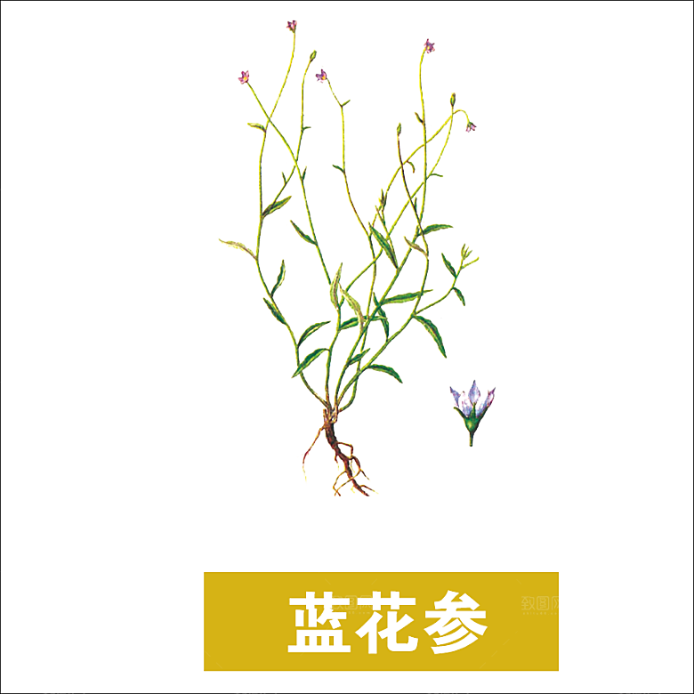 中草药材植物插图素材元素
