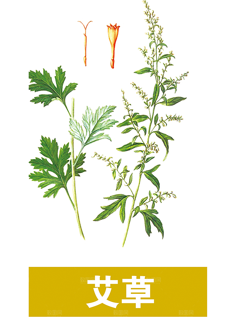 中草药材植物插图素材元素
