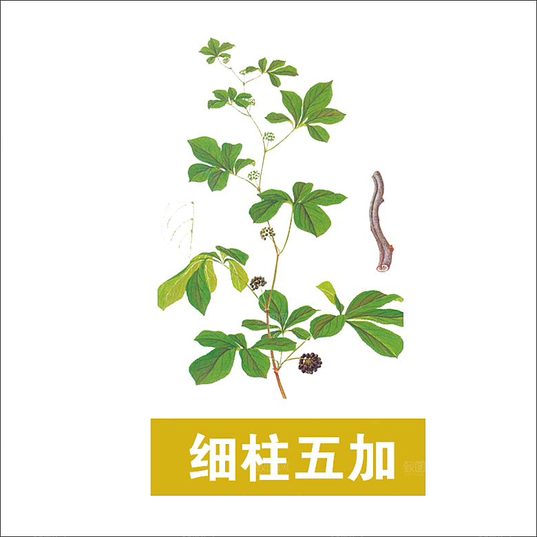 中草药材植物插图素材元素