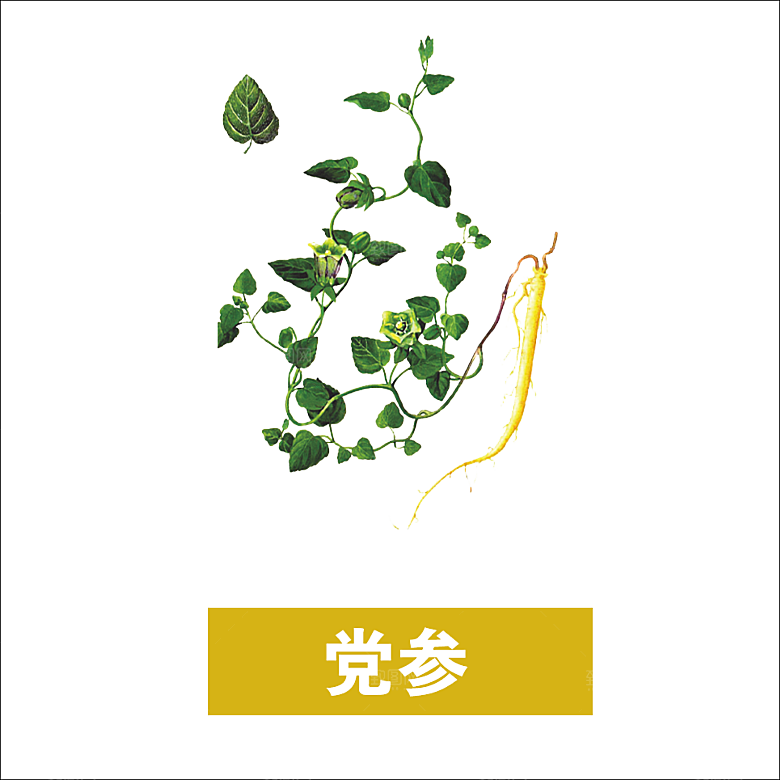 中草药材植物插图素材元素
