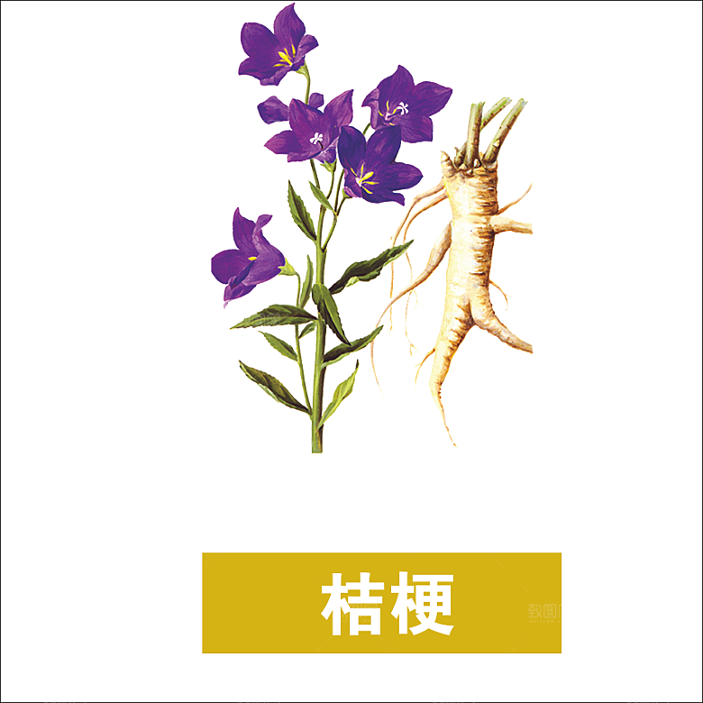 中草药材植物插图素材元素