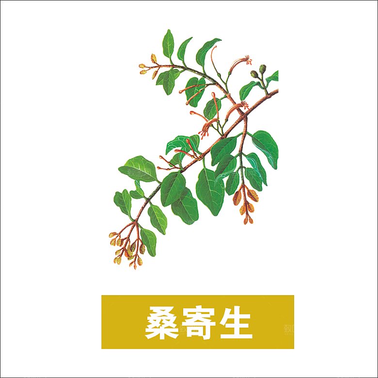 中草药材植物插图素材元素