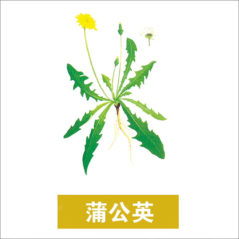 中草药材植物插图素材元素