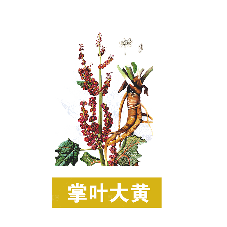 中草药材植物插图素材元素