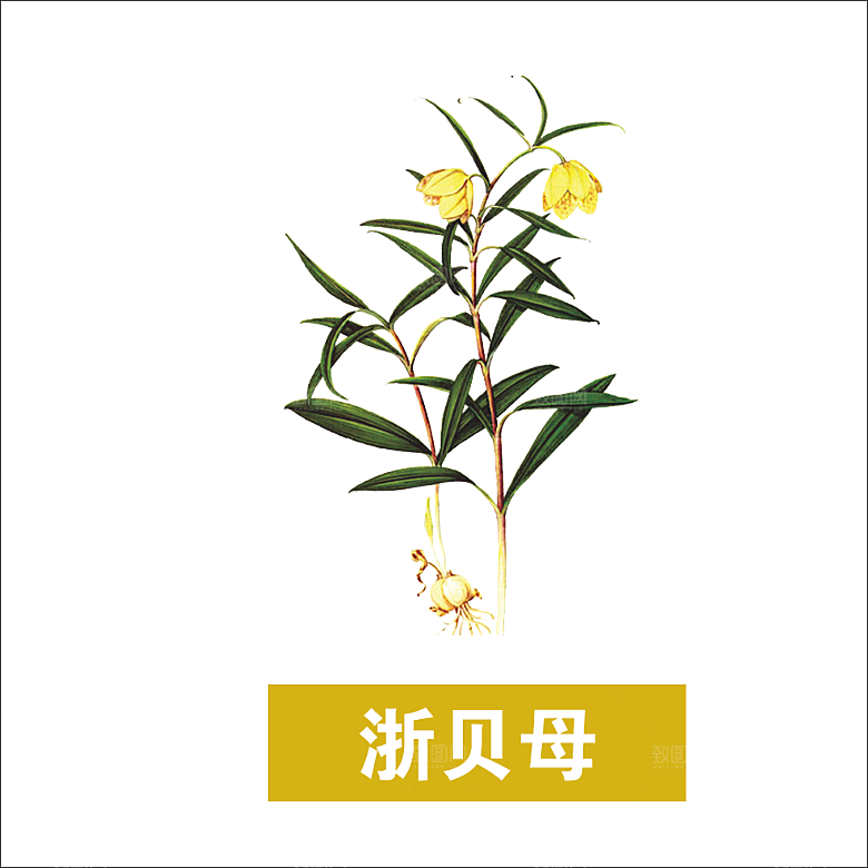 中草药材植物插图素材元素