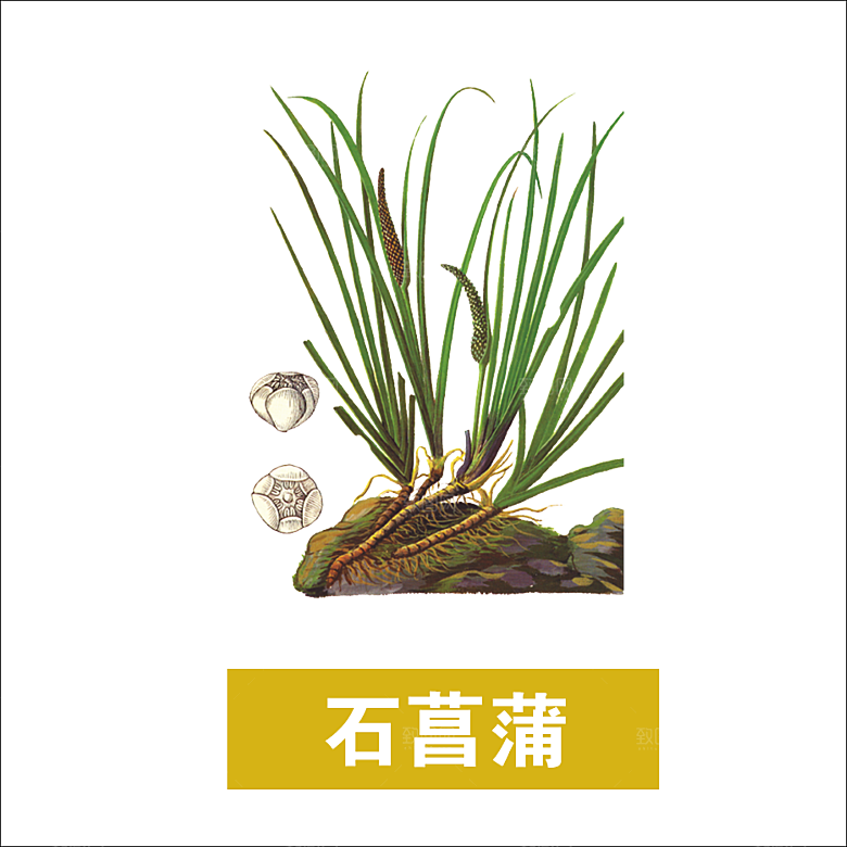 中草药材植物插图素材元素