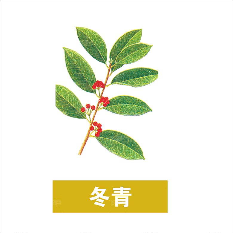 中草药材植物插图素材