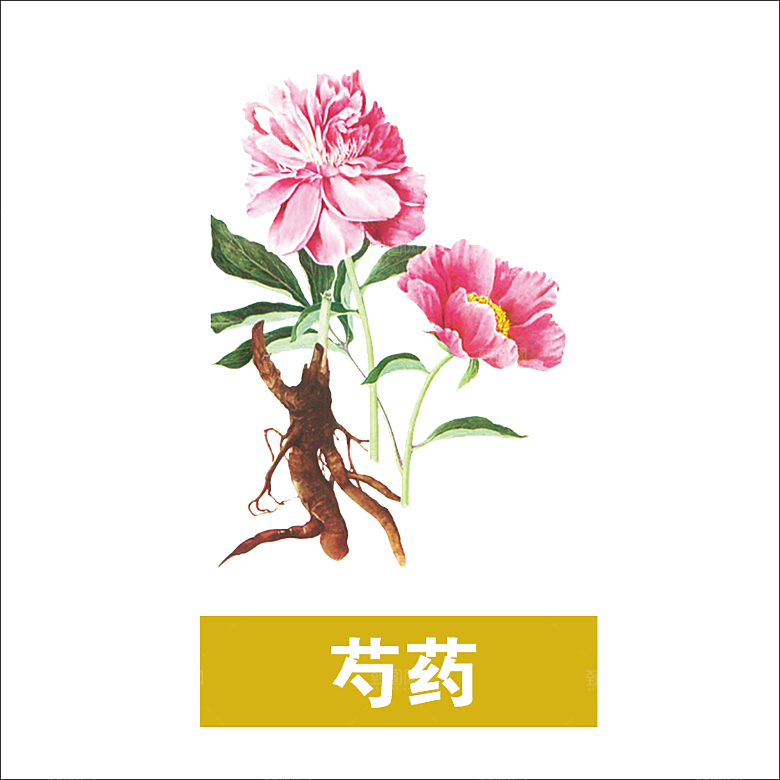 中草药材植物插图素材