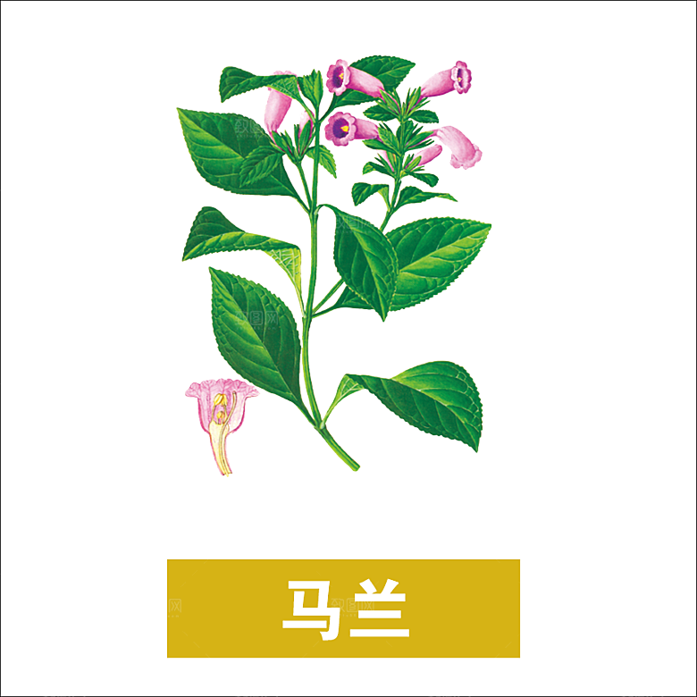 中草药材植物插图素材