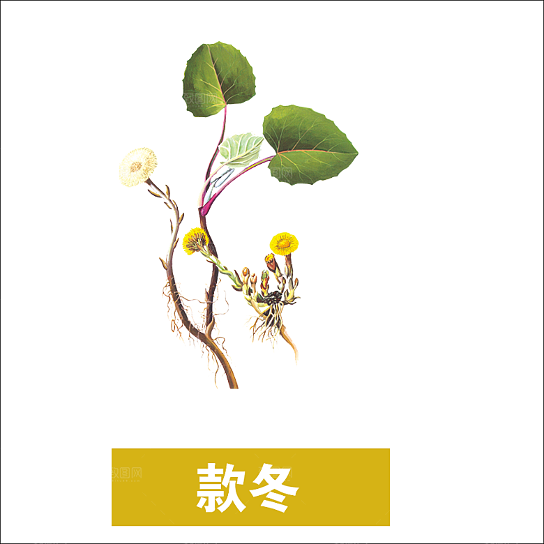 中草药材植物插图素材