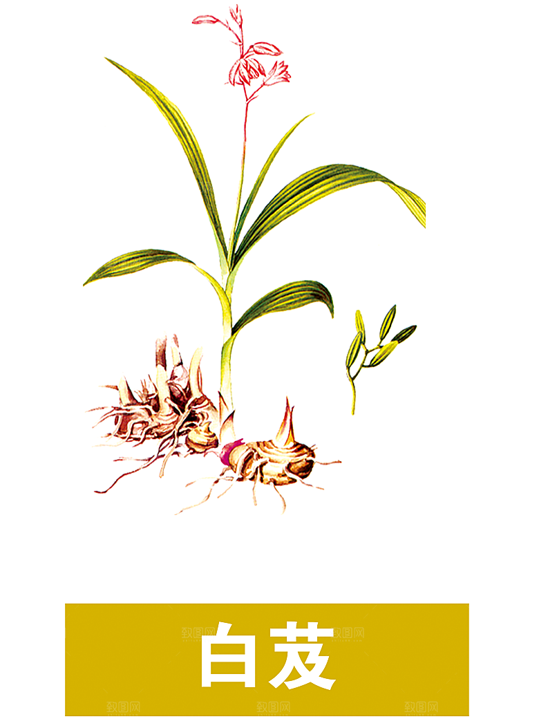 中草药材植物插图素材