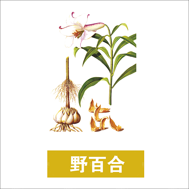 中草药材植物插图素材
