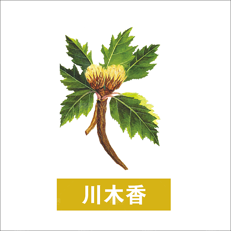 中草药材植物插图素材