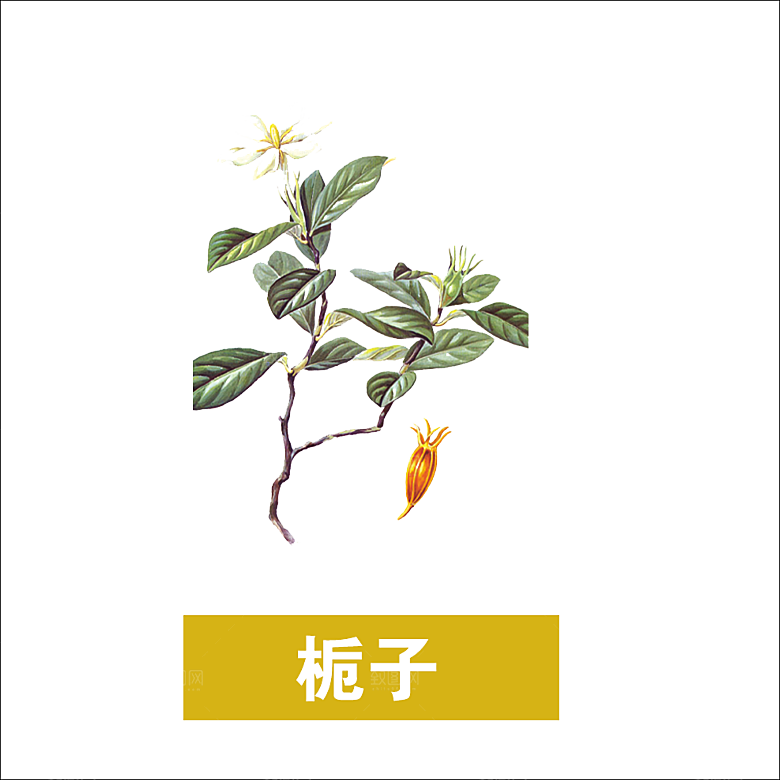 中草药材植物插图素材
