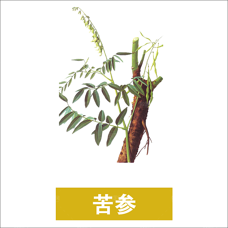 中草药材植物插图素材