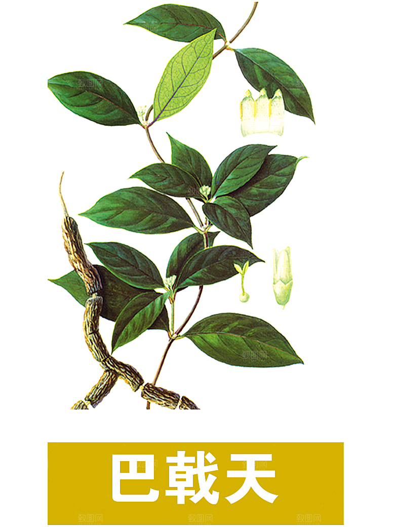 中草药材植物插图素材
