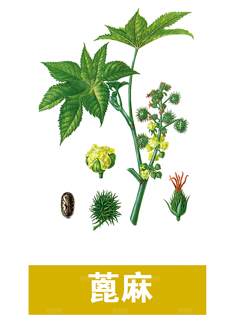 中草药材植物插图素材