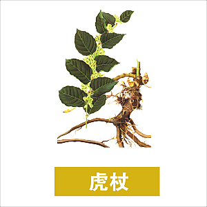 中草药材植物插图素材