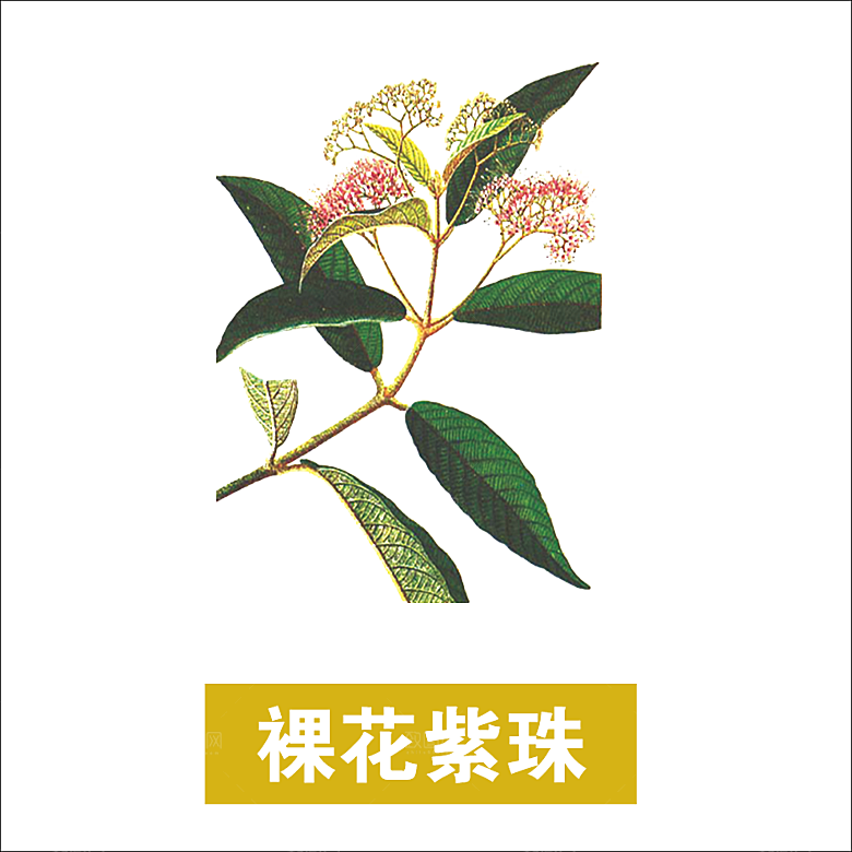 中草药材植物插图素材