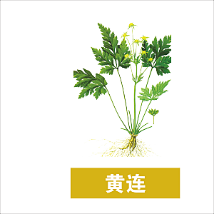 中草药材植物插图素材