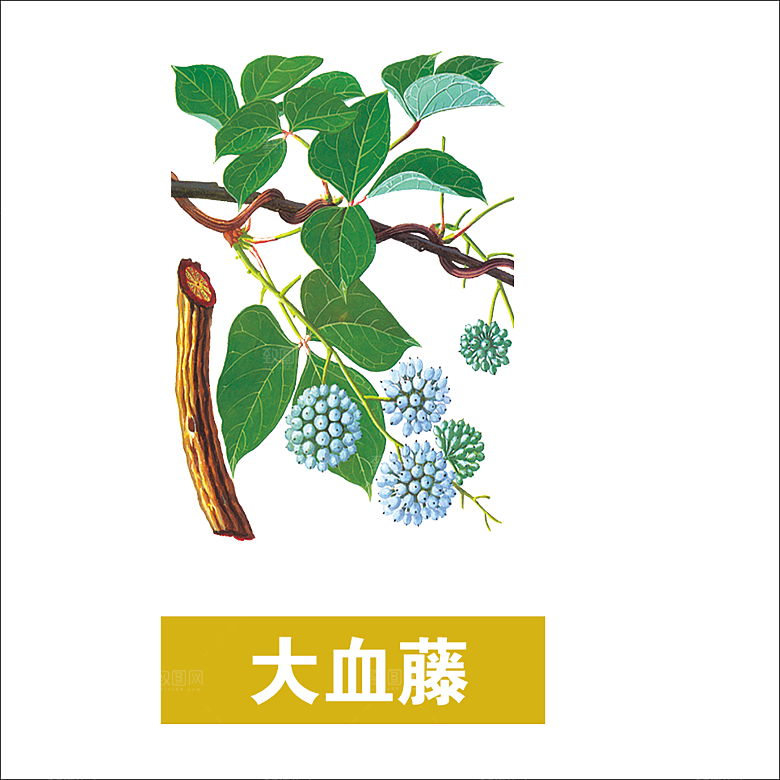 中草药材植物插图素材