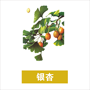 中草药材植物插图素材元素