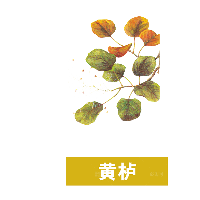中草药材植物插图素材元素