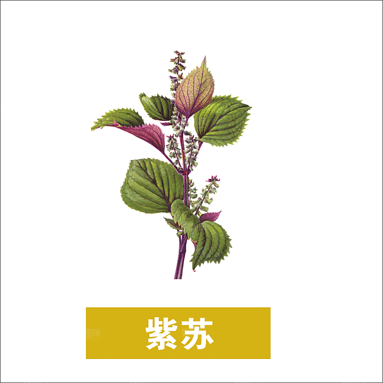 中草药材植物插图素材元素