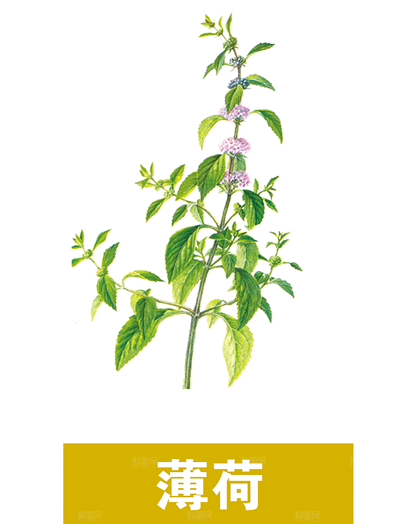 中草药材植物插图素材元素