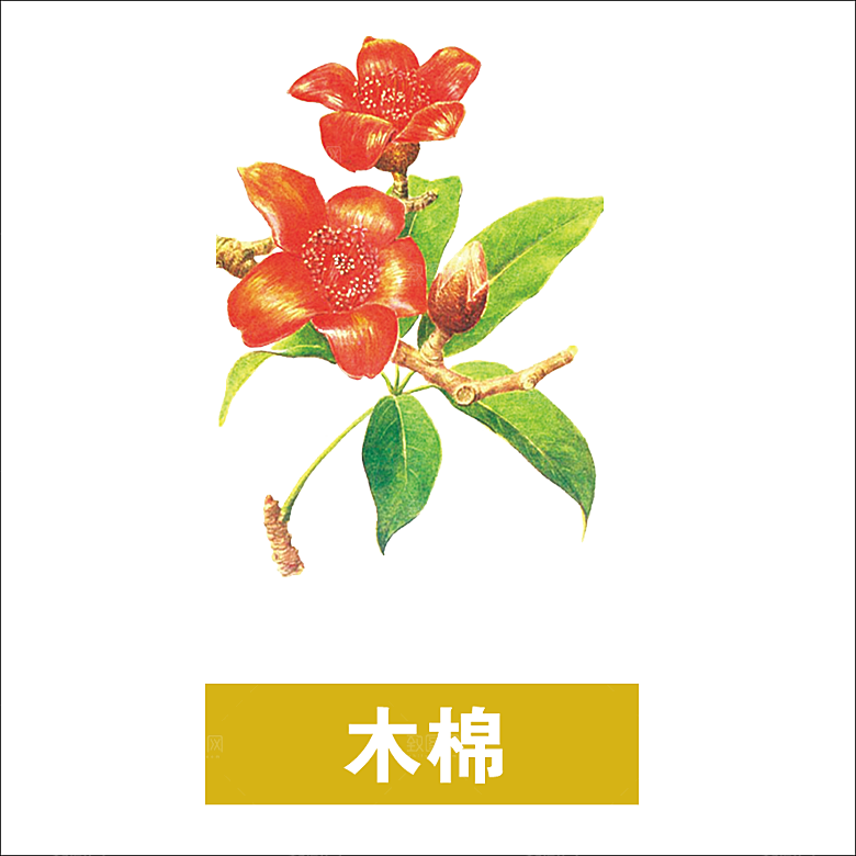 中草药材植物插图素材元素