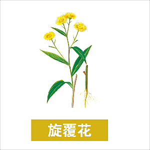 中草药材植物插图素材元素