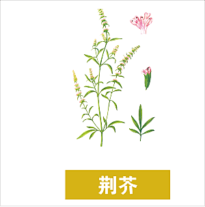 中草药材植物插图素材元素