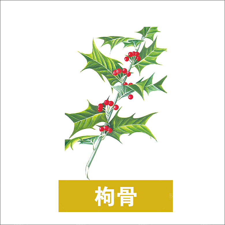 中草药材植物插图素材元素