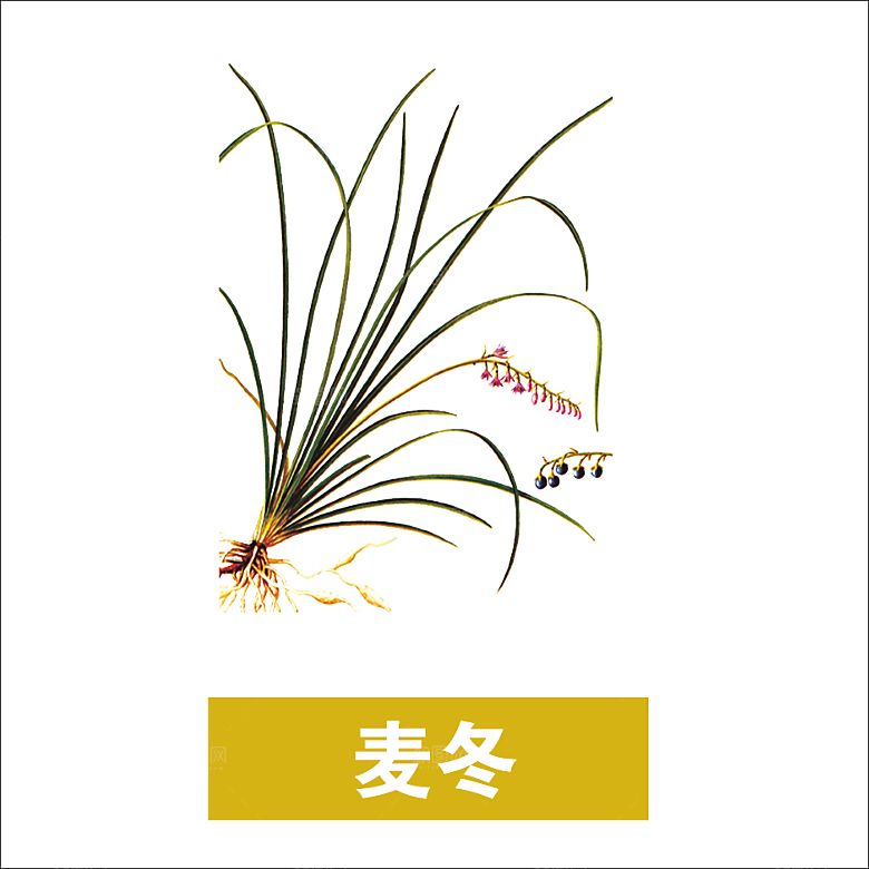 中草药材植物插图素材元素