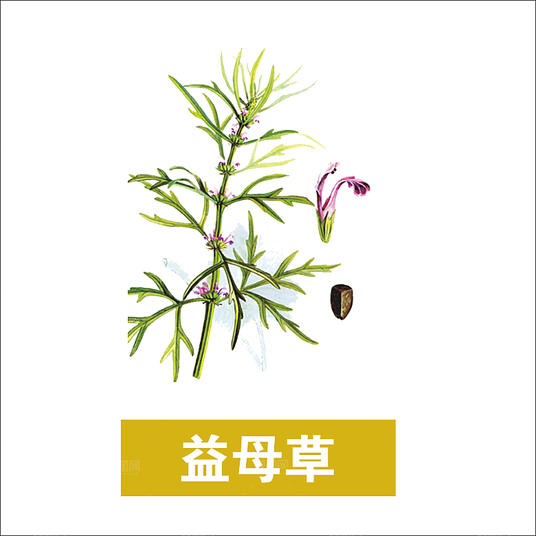 中草药材植物插图素材元素
