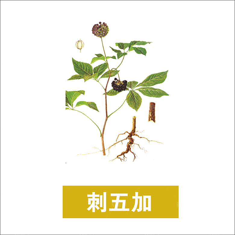 中草药材植物插图素材元素