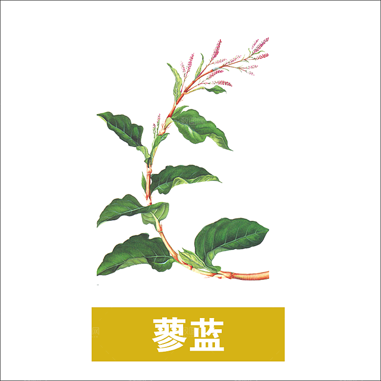 中草药材植物插图素材元素