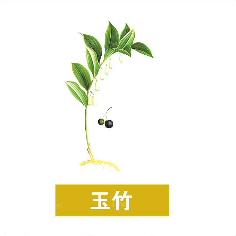 中草药材植物插图素材元素