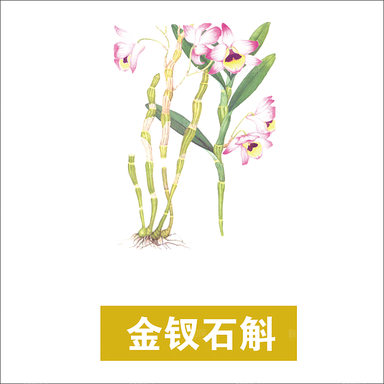 中草药材植物插图素材元素