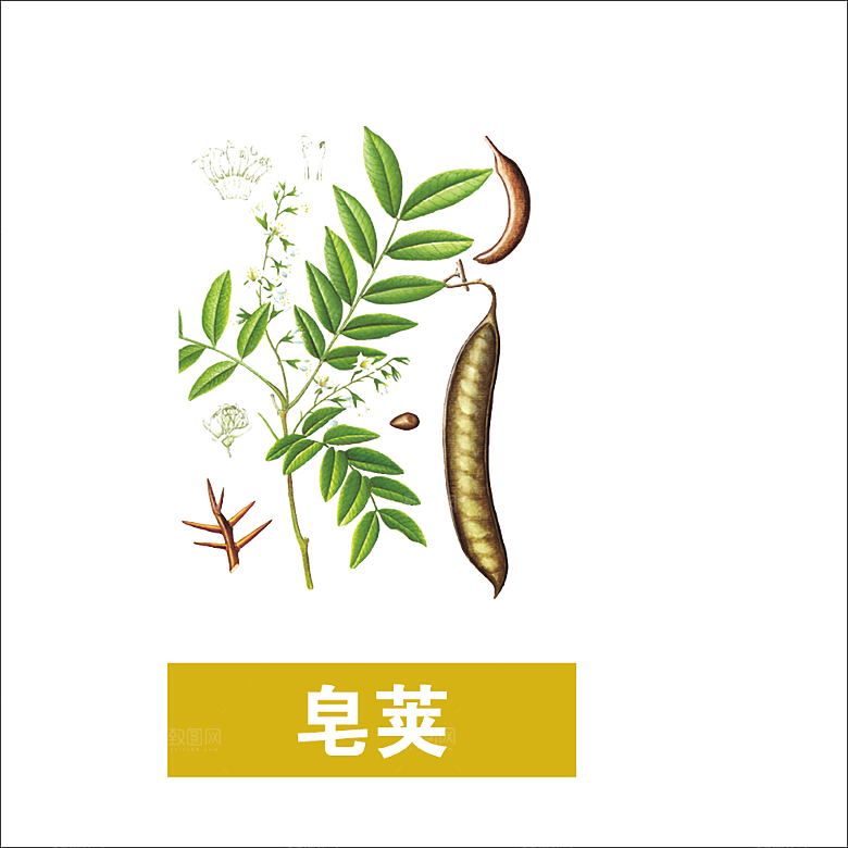中草药材植物插图素材元素