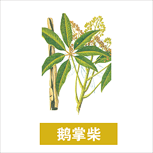 中草药材植物插图素材元素