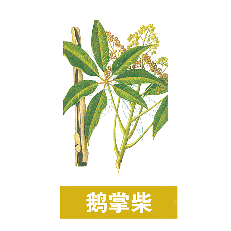中草药材植物插图素材元素