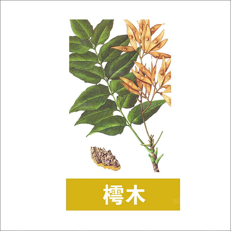 中草药材植物插图素材