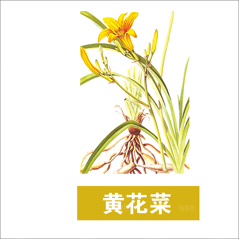 中草药材植物插图素材