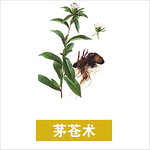 中草药材植物插图素材