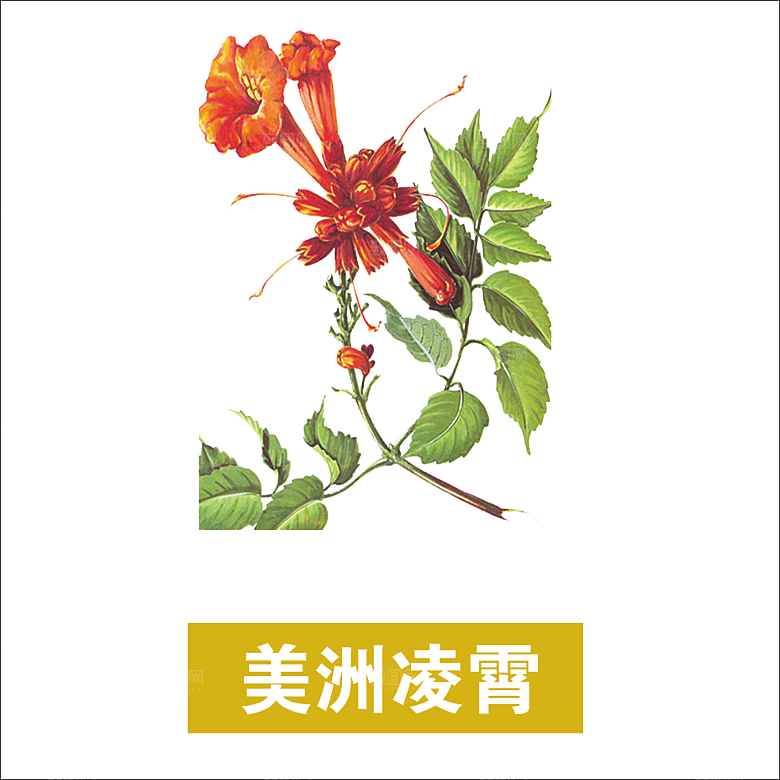 中草药材植物插图素材