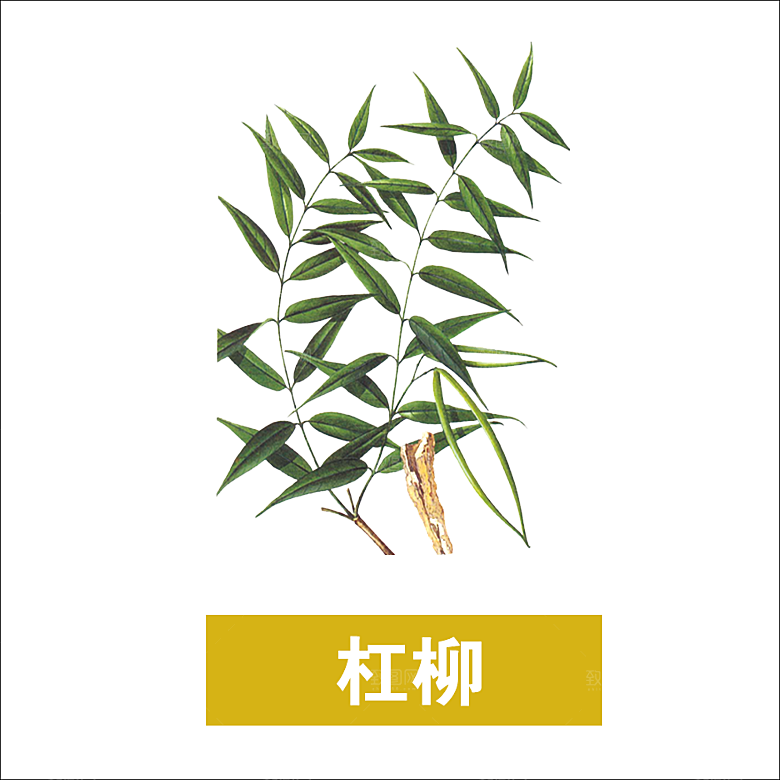 中草药材植物插图素材